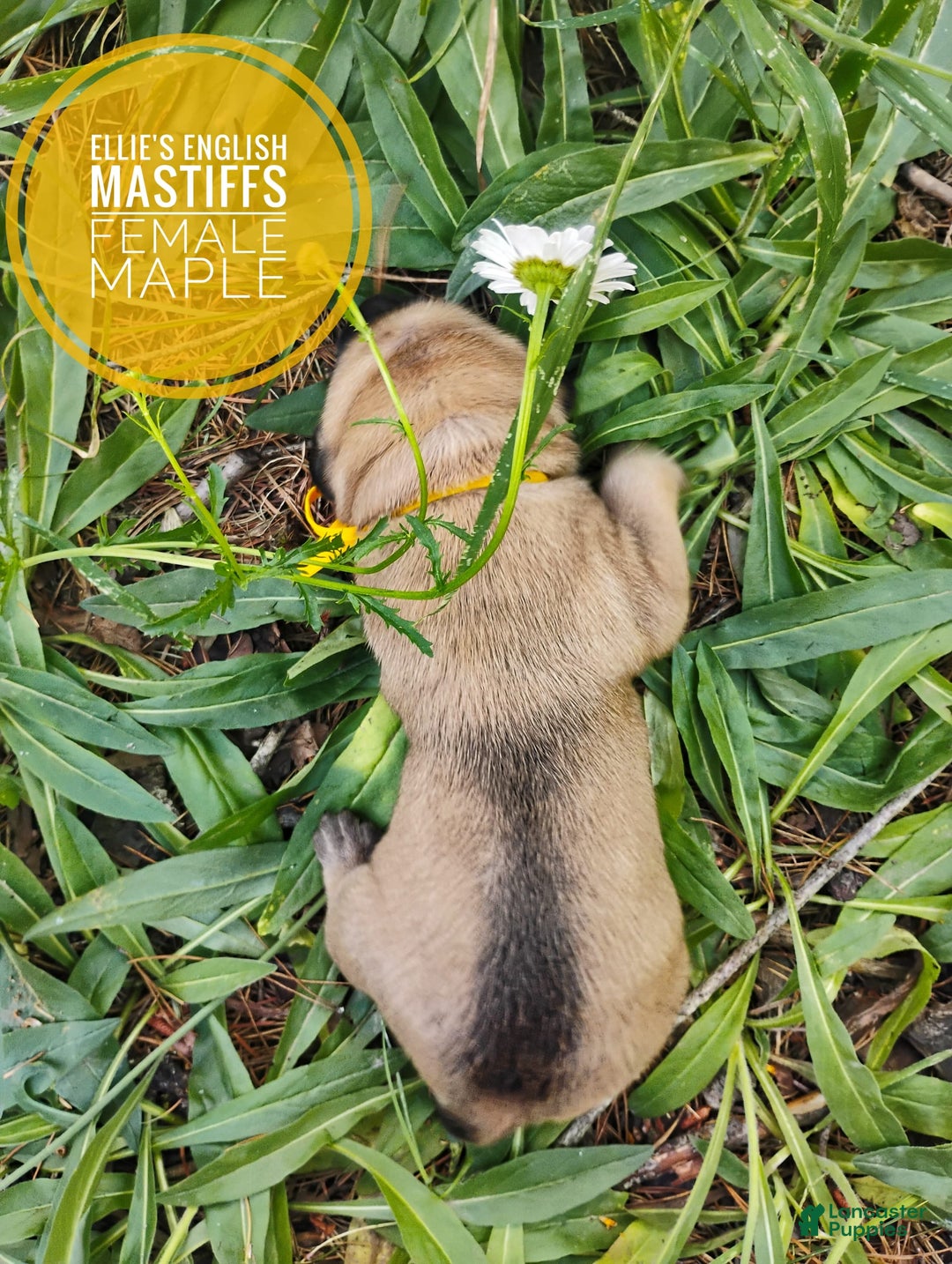 English Mastiff dogs for sale: Maple - Image 2