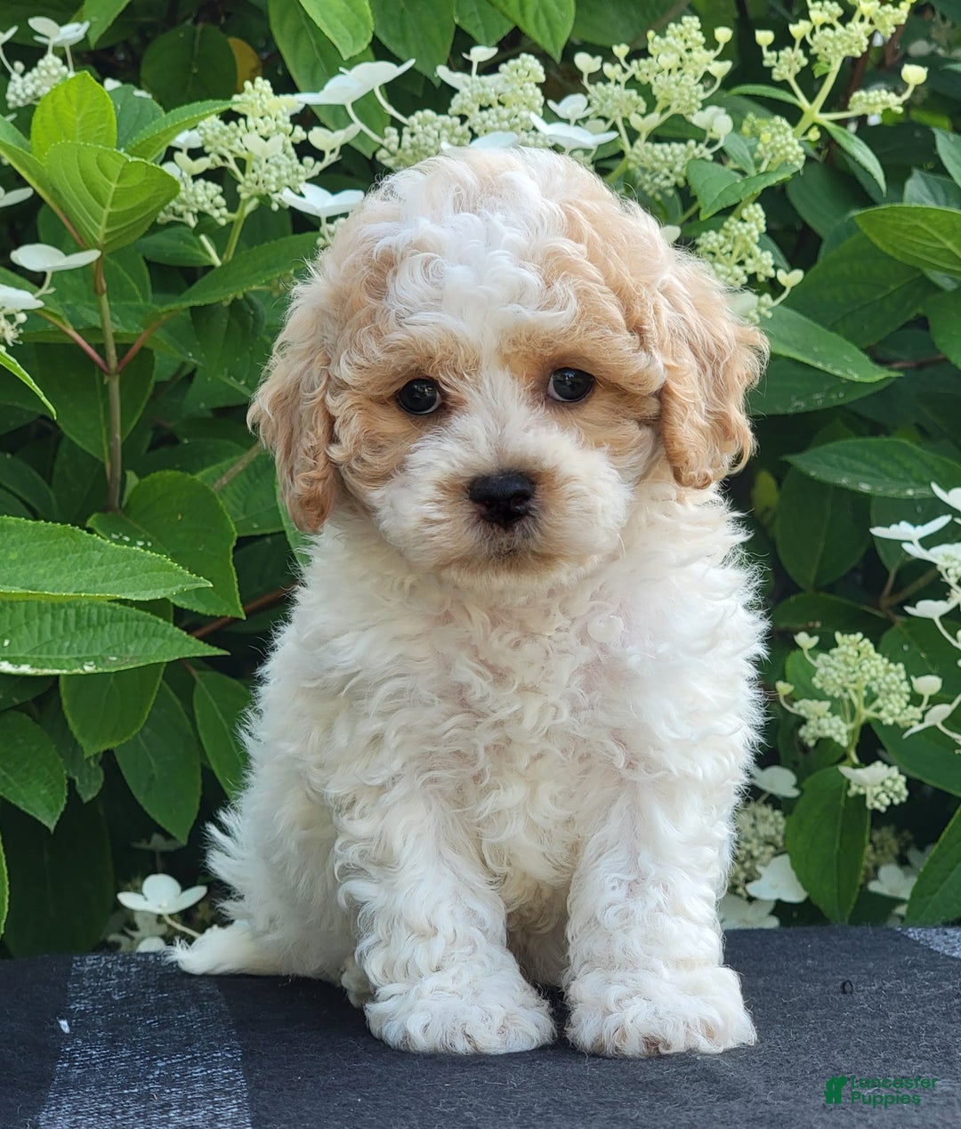 Bichpoo dogs for sale: Jet - Image 5