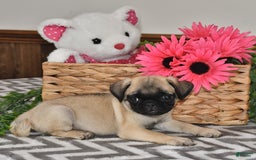 Pug dogs for sale: Lily - Image 4