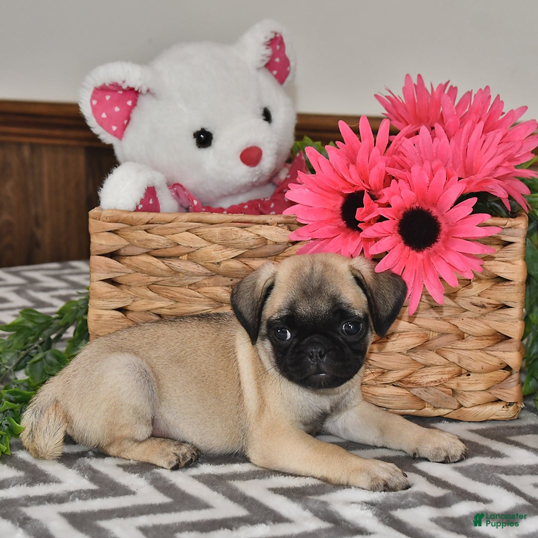 Pug dogs for sale: Lily - Image 4