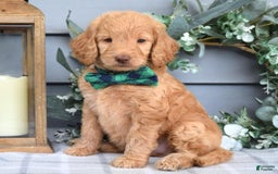Goldendoodle dogs for sale: Alex - Image 4