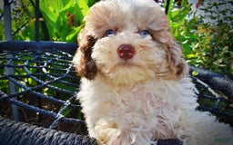 Havapoo dogs for sale: Gabby - Image 11