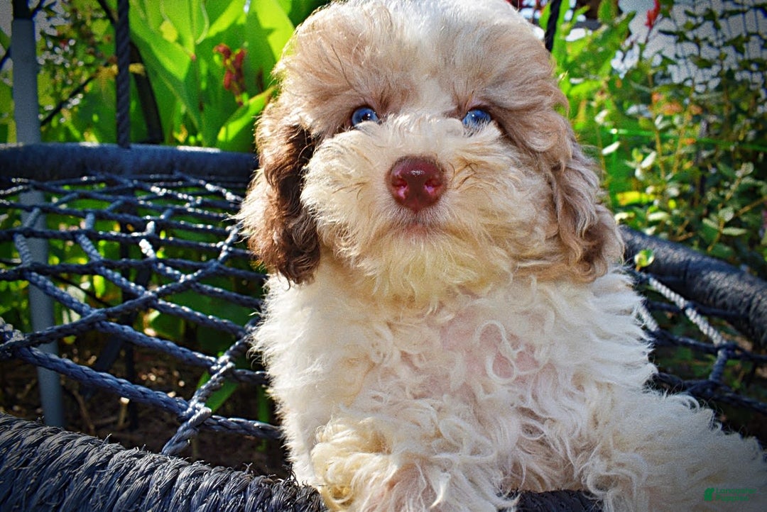 Havapoo dogs for sale: Gabby - Image 11