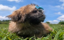 Shih Tzu dogs for sale: Cinnamon Toast Crunch - Image 13