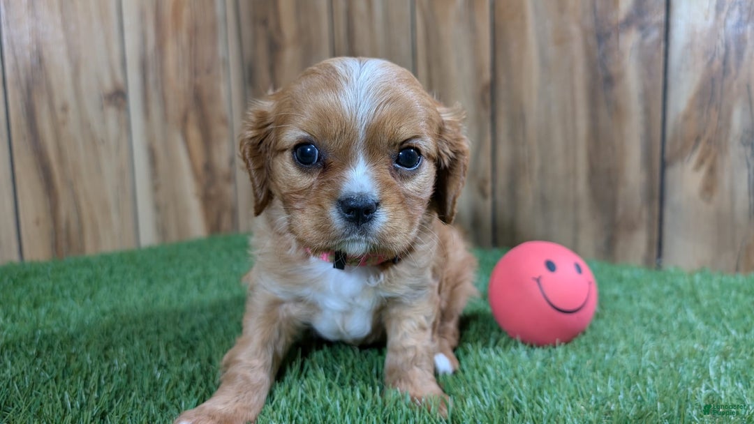 Cavalier King Charles Spaniel dogs for sale: Lucy Girl 2 - Image 7