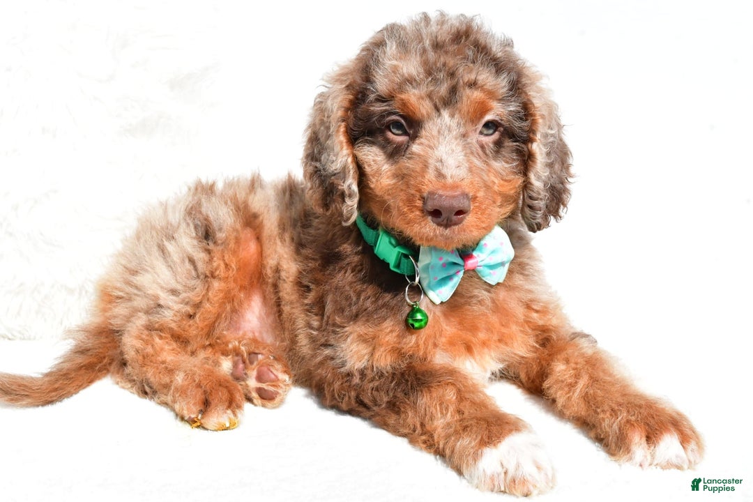 Mini Aussiedoodle dogs for sale: Ernest - Image 3