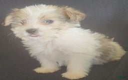 Cavalier King Charles Spaniel dogs for sale: Peanut - Image 7
