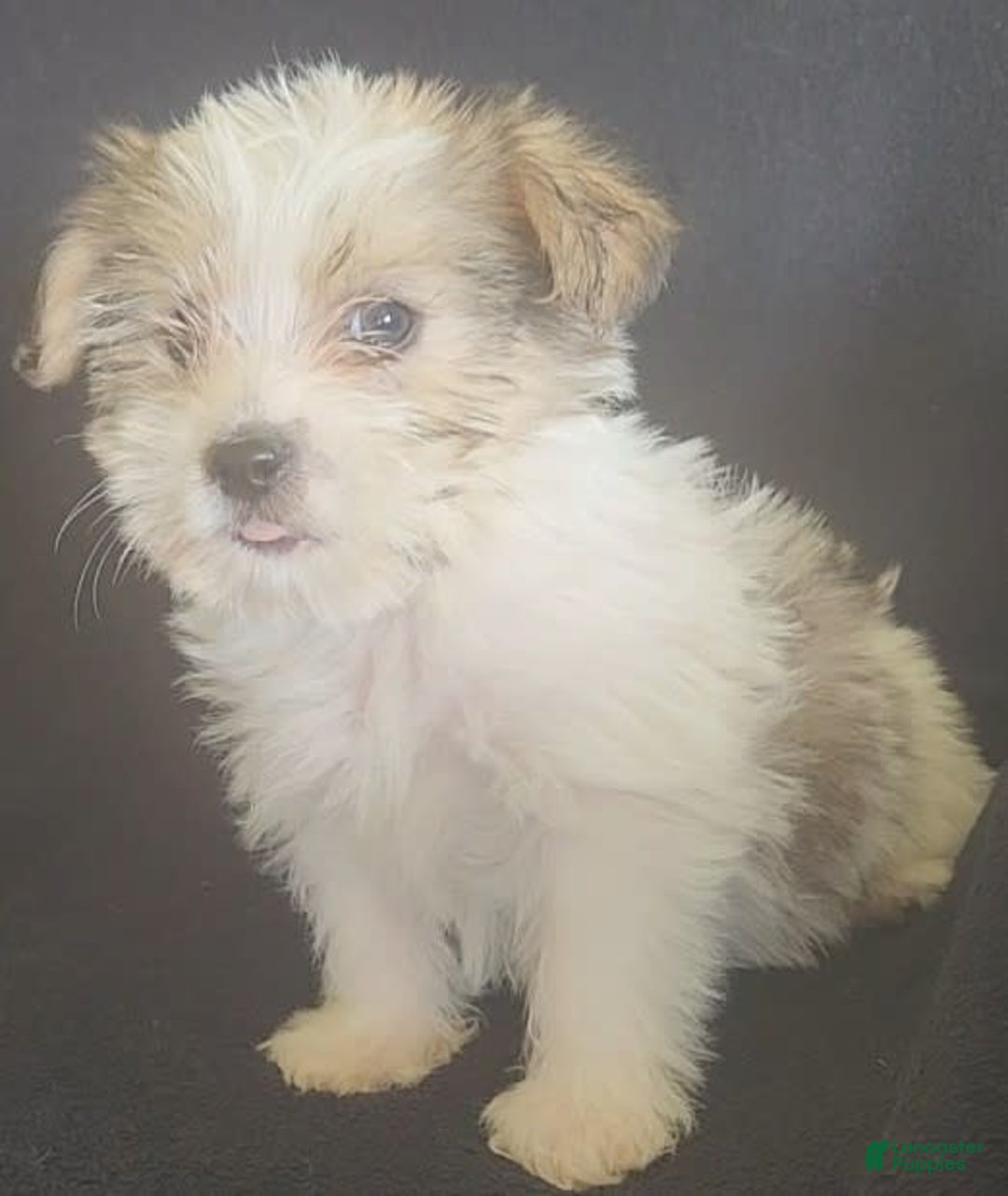 Cavalier King Charles Spaniel dogs for sale: Peanut - Image 7