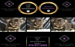 French Bulldog dogs for sale: Alexa - Image 4