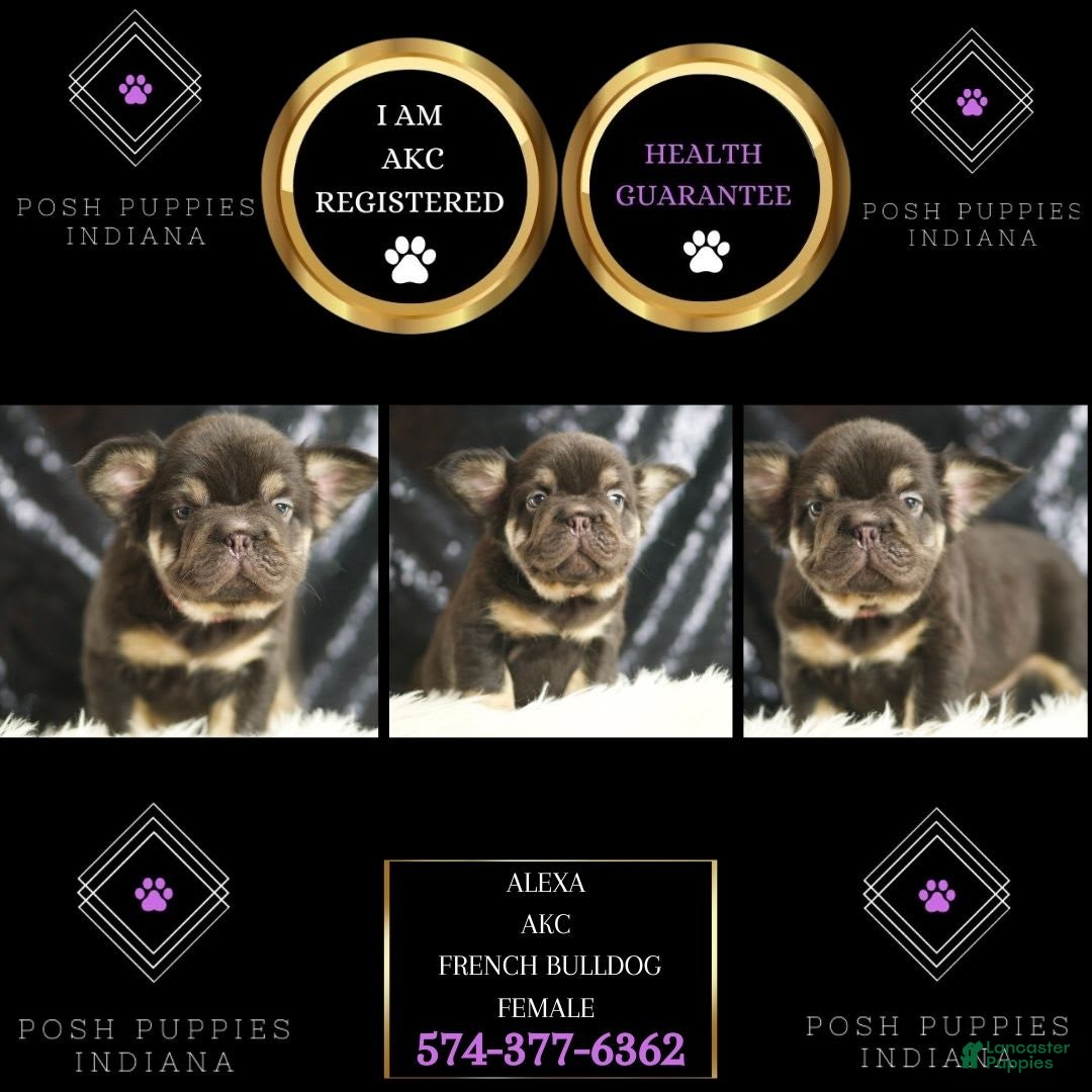 French Bulldog dogs for sale: Alexa - Image 4
