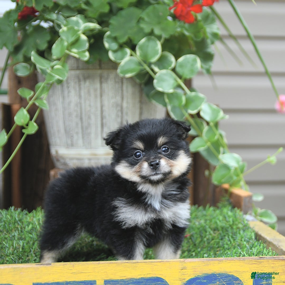 Pomeranian dogs for sale: Amber - Image 10