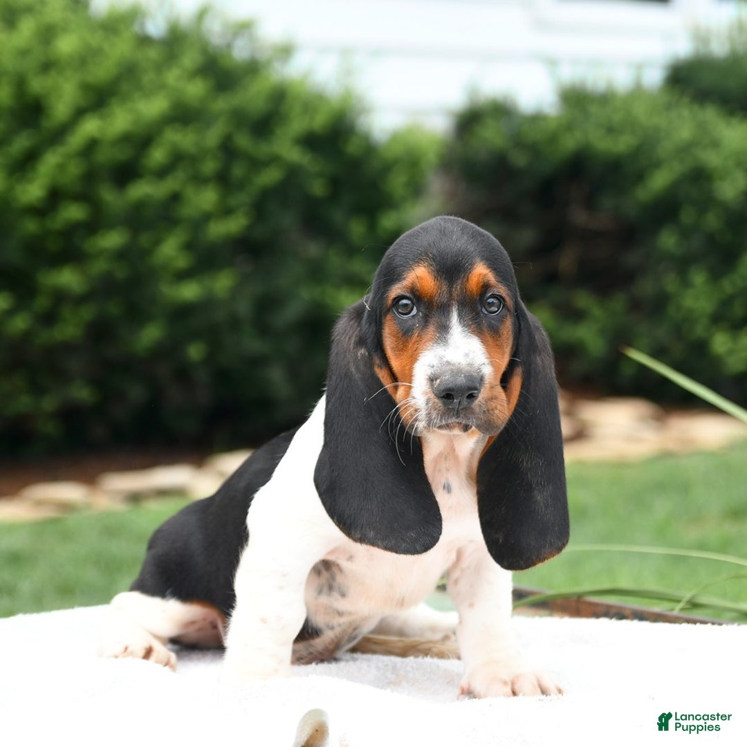 Basset Hound dogs for sale: Cleveland - Image 1