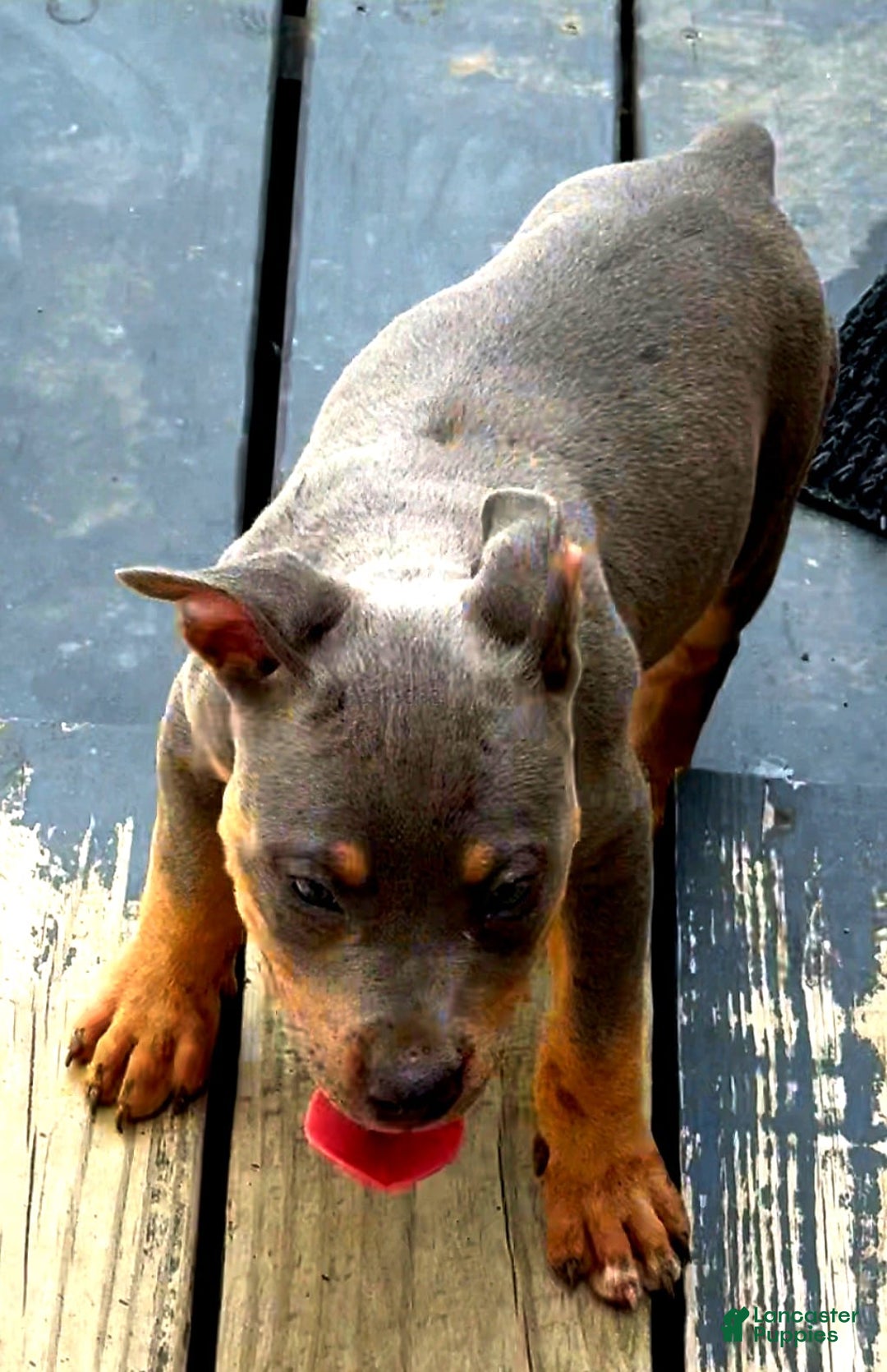 American Bully dogs for sale: "   Alicia Keyz" - Image 6