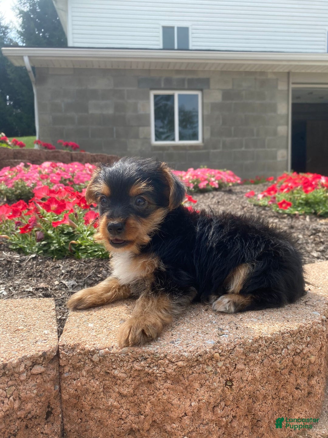 Yorkshire Terrier dogs for sale: Lux - Image 2
