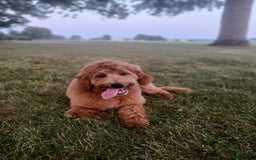 Mini Goldendoodle dogs for sale: Milo F1b - Image 37
