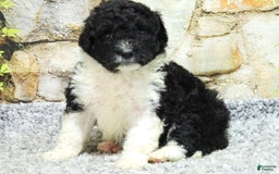 Portuguese Water Dog dogs for sale: Dahlia - Image 8