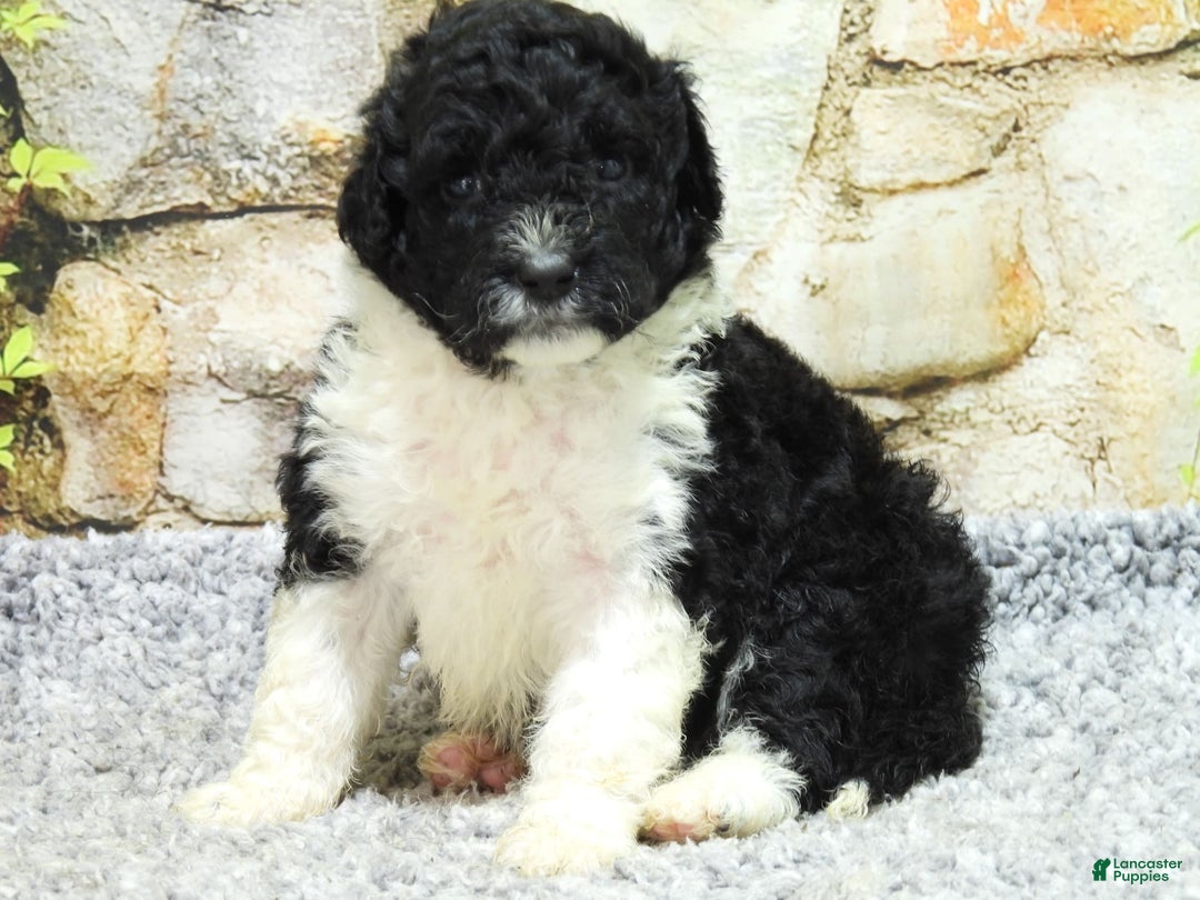 Portuguese Water Dog dogs for sale: Dahlia - Image 8