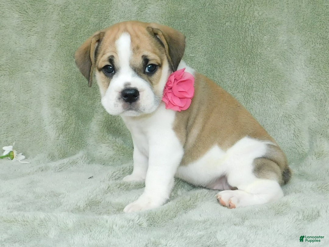English Bulldog dogs for sale: Rosy - Image 3