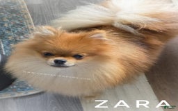 Pomeranian dogs for sale: Zara - Akc - Orange Sable Merle - Image 1