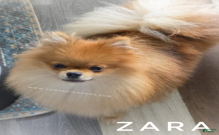 Pomeranian dogs for sale - Ad 4