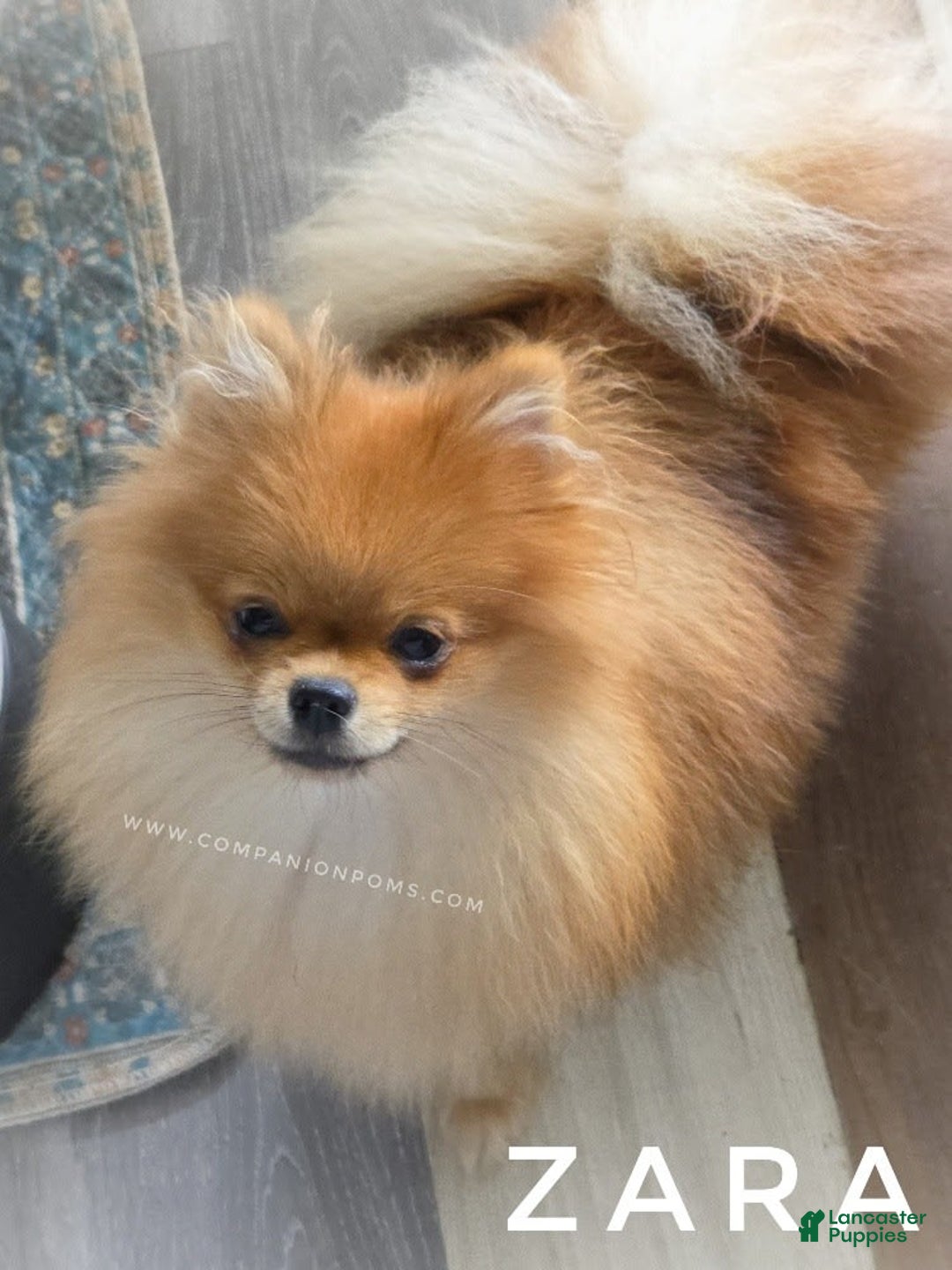 Pomeranian dogs for sale: Zara - Akc - Orange Sable Merle - Image 1