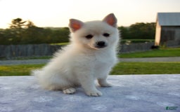 Pomsky dogs for sale: Tannar - Image 4