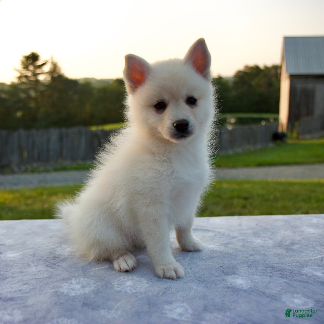 Pomsky dogs for sale: Tannar - Image 4