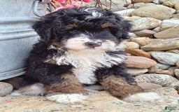 Mini Bernedoodle dogs for sale: Rambo - Image 6