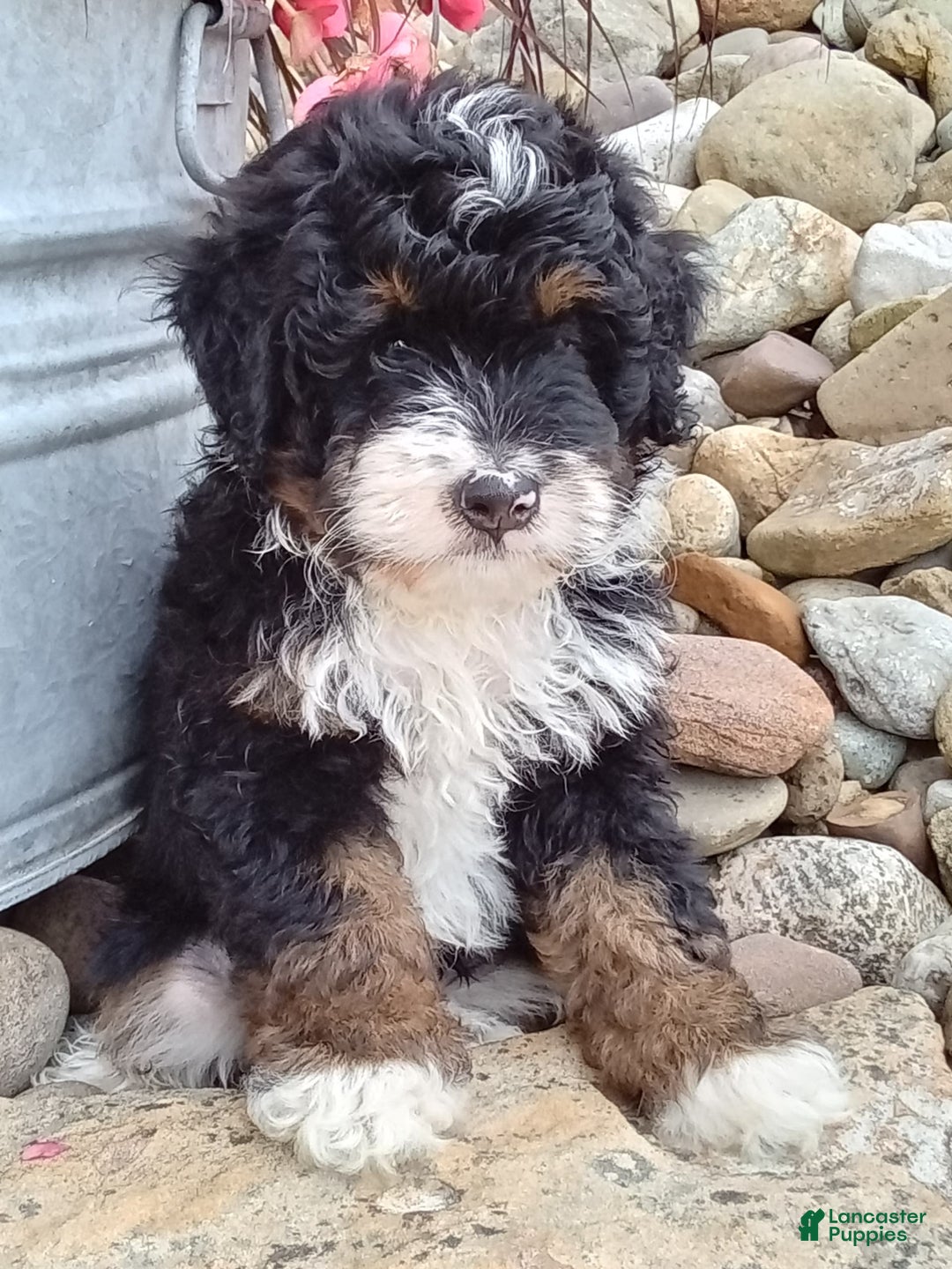 Mini Bernedoodle dogs for sale: Rambo - Image 6