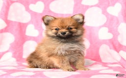 Pomeranian dogs for sale: Pomeranian 3 puppies - Image 5