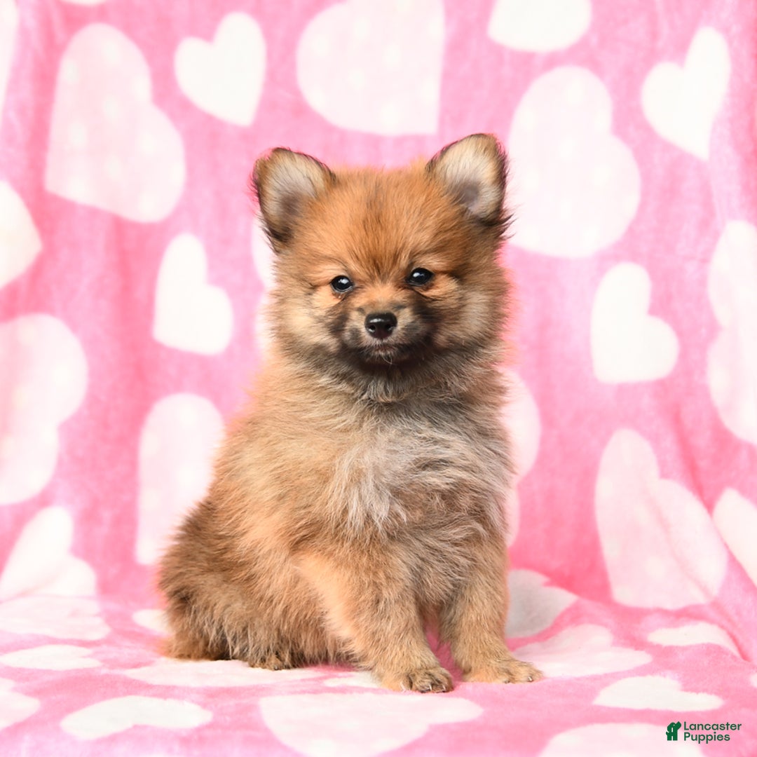 Pomeranian dogs for sale: Pomeranian 3 puppies - Image 5