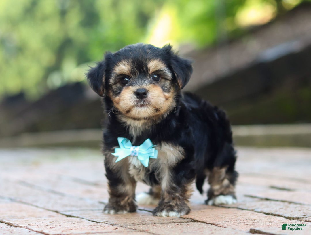 Morkie dogs for sale: Paul - Image 6