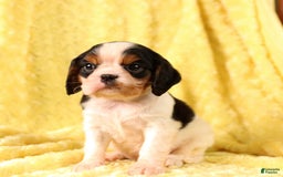 Cavalier King Charles Spaniel dogs for sale: Clapton - Image 1