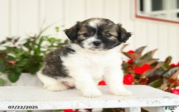 Shihpoo dogs for sale: Chocolate - Image 2