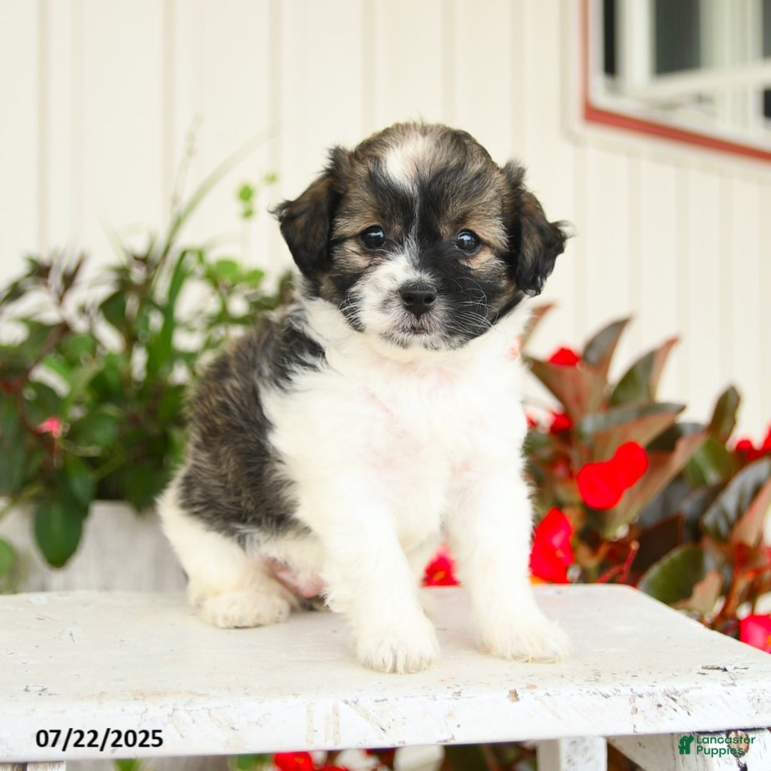 Shihpoo dogs for sale: Chocolate - Image 2