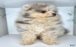 Pomeranian dogs for sale: Luca - Image 2