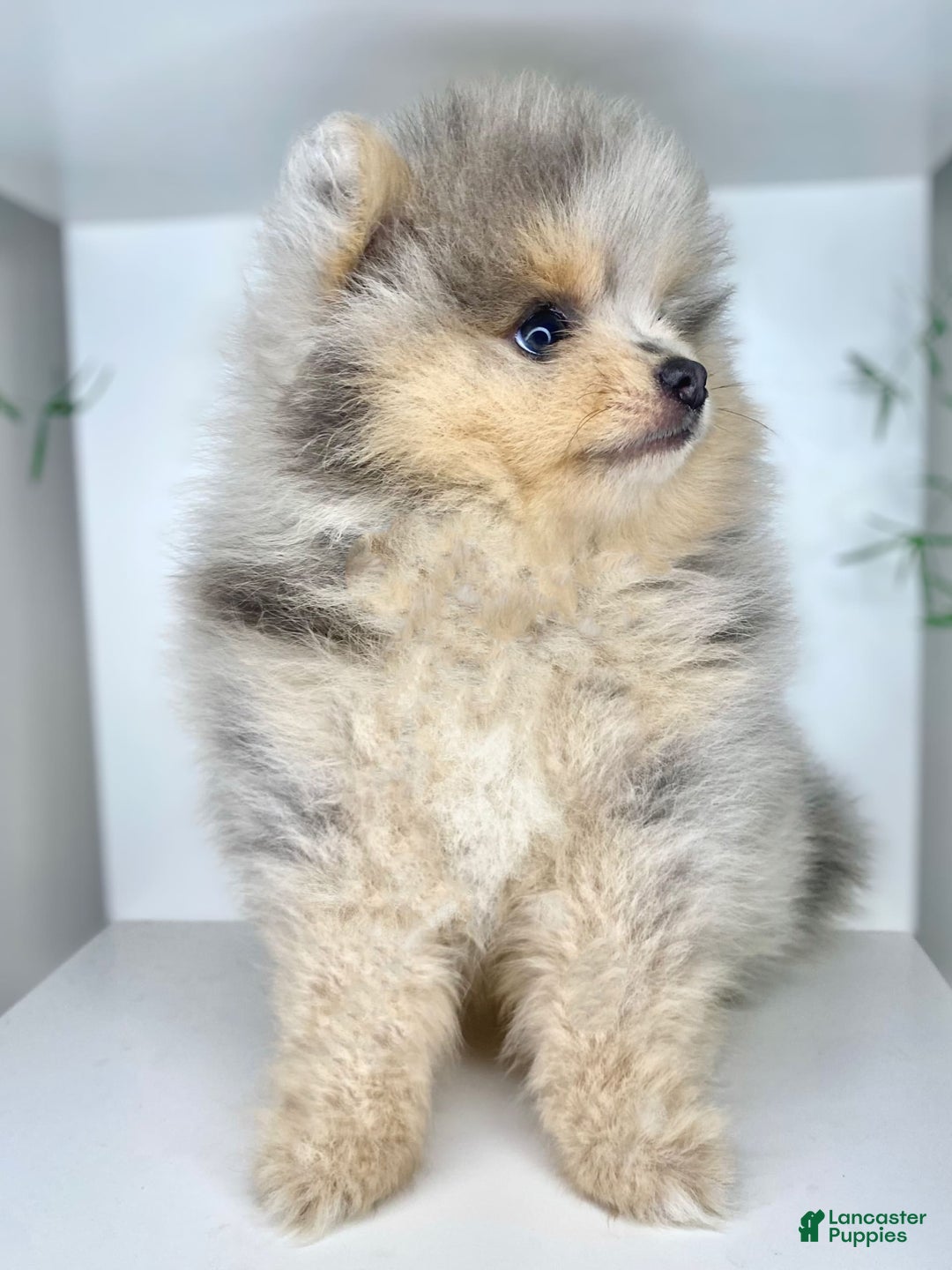 Pomeranian dogs for sale: Luca - Image 2