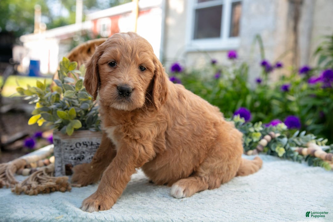 Goldendoodle dogs for sale: Tawny - Image 3