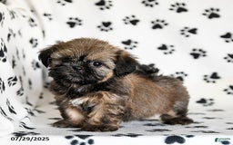 Shih Tzu dogs for sale: Poppy - Image 1