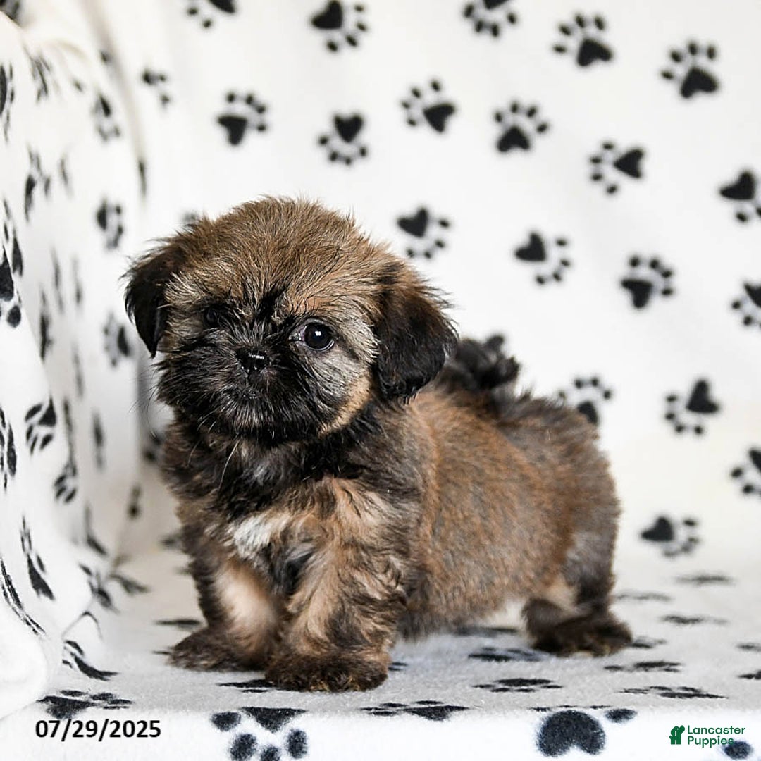 Shih Tzu dogs for sale: Poppy - Image 1