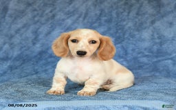 Miniature Dachshund dogs for sale: Sasha - Image 2