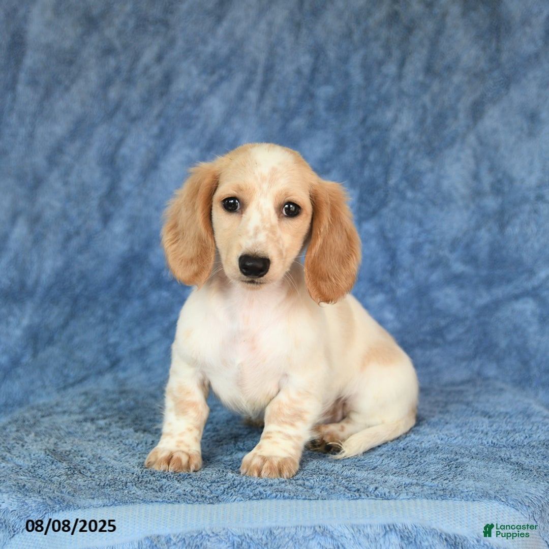 Miniature Dachshund dogs for sale: Sasha - Image 2