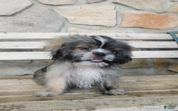 Shih Tzu dogs for sale: Max - Image 3