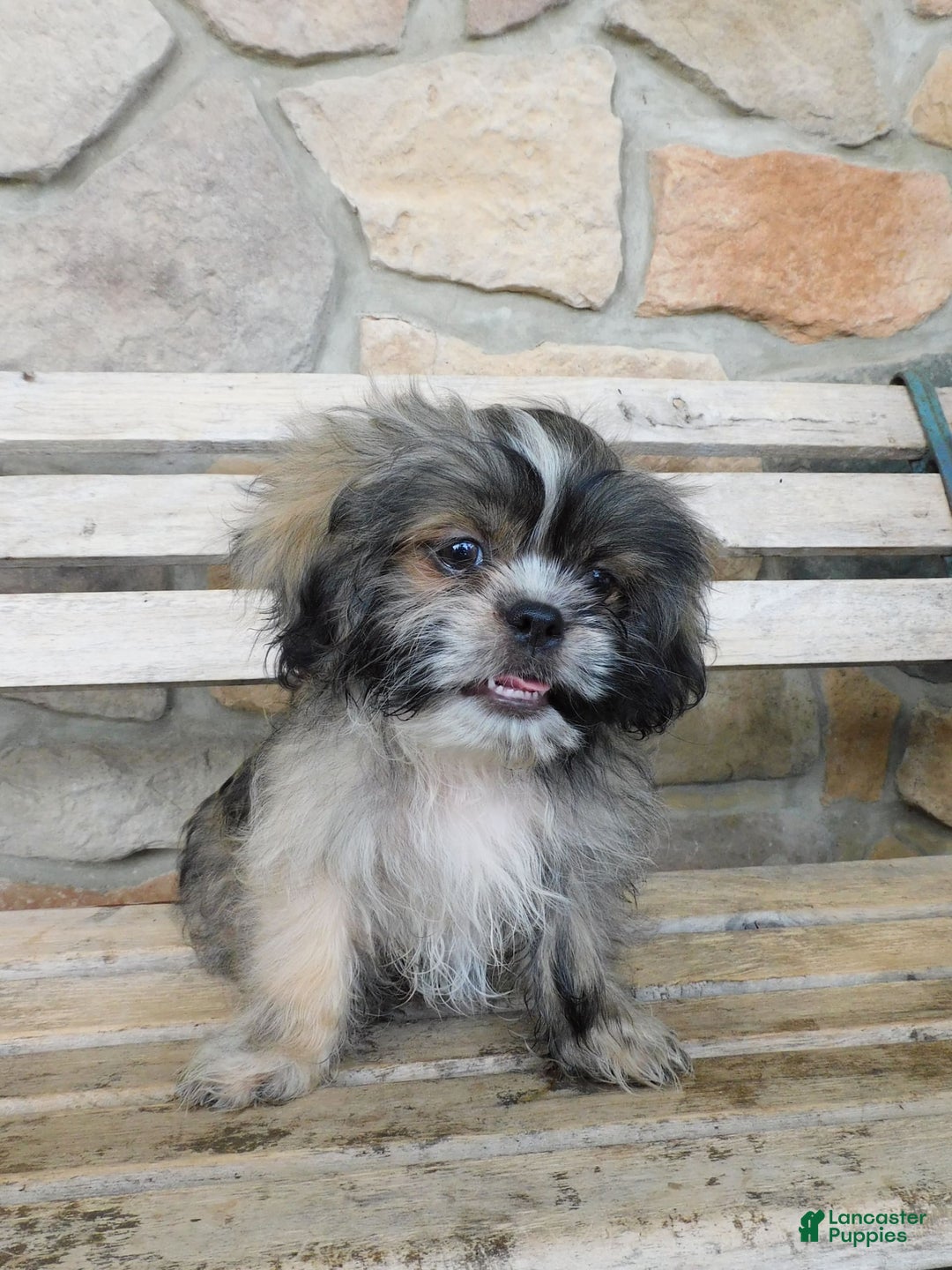 Shih Tzu dogs for sale: Max - Image 3