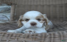 Cocker Spaniel dogs for sale: Royal - Image 2