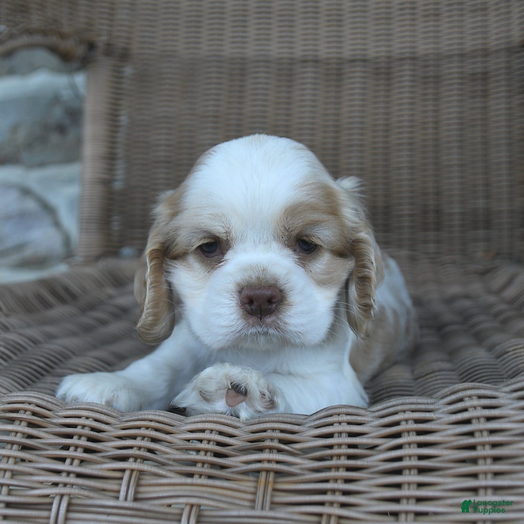 Cocker Spaniel dogs for sale: Royal - Image 2
