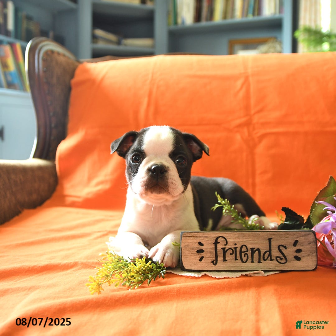 Boston Terrier dogs for sale: Lucas - Image 3