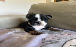 English Bulldog dogs for sale: Zoey - Image 1