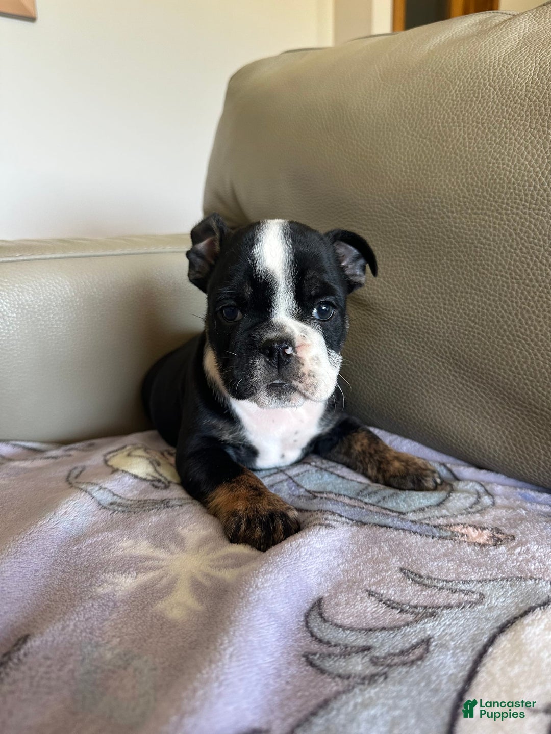 English Bulldog dogs for sale: Zoey - Image 1