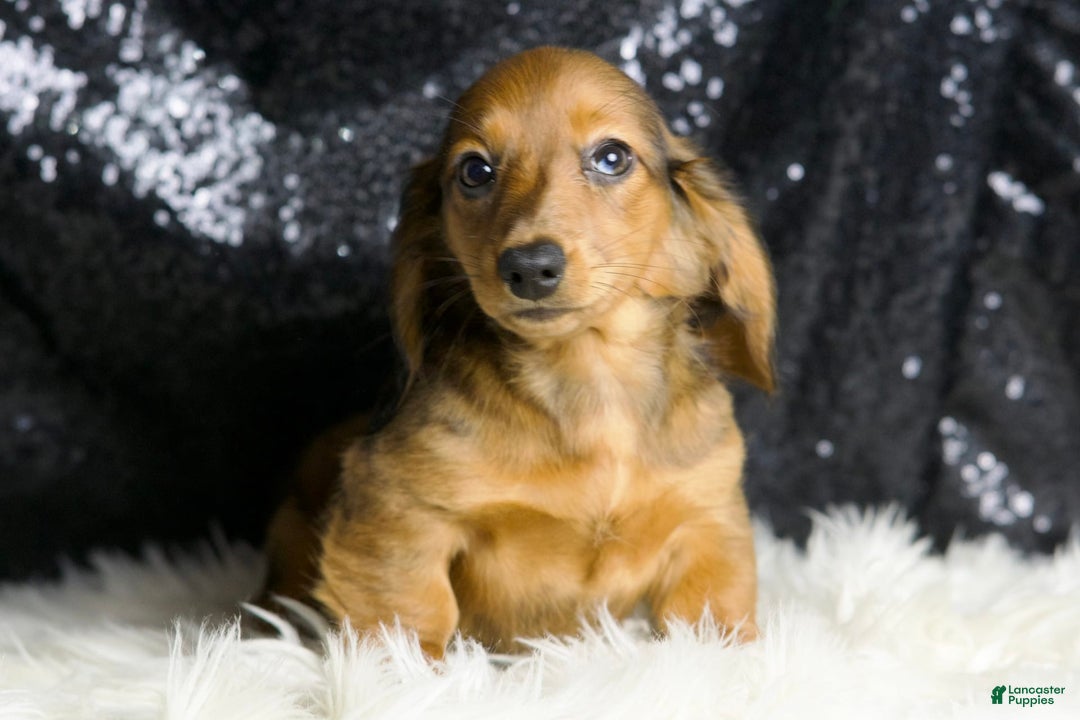 Miniature Dachshund dogs for sale: Roxie - Image 7
